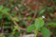 Neanotis monosperma var. tirunelvelica